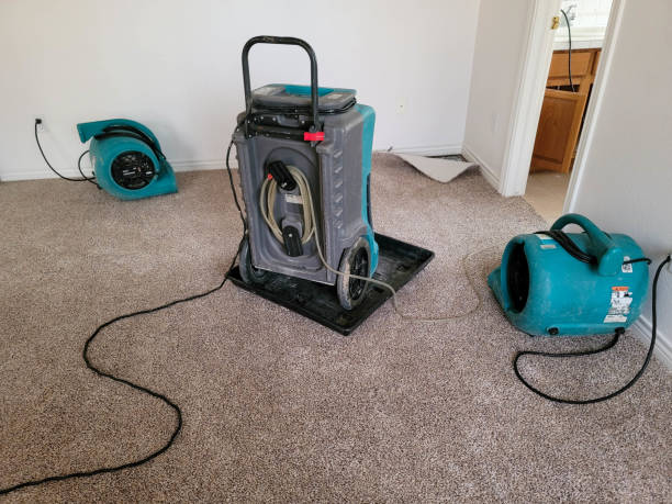 Best Basement water damage restoration  in Morenci, AZ