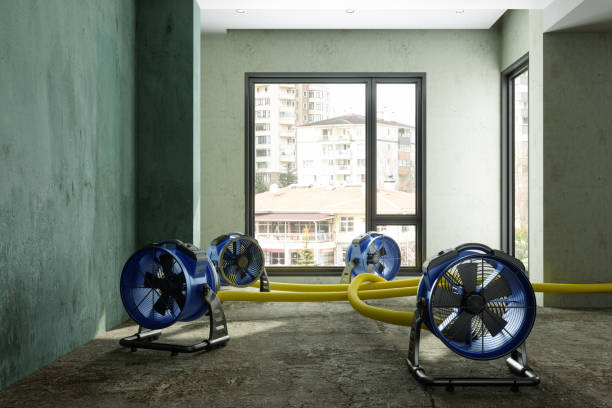 Best Sewage cleanup and water damage restoration  in Morenci, AZ